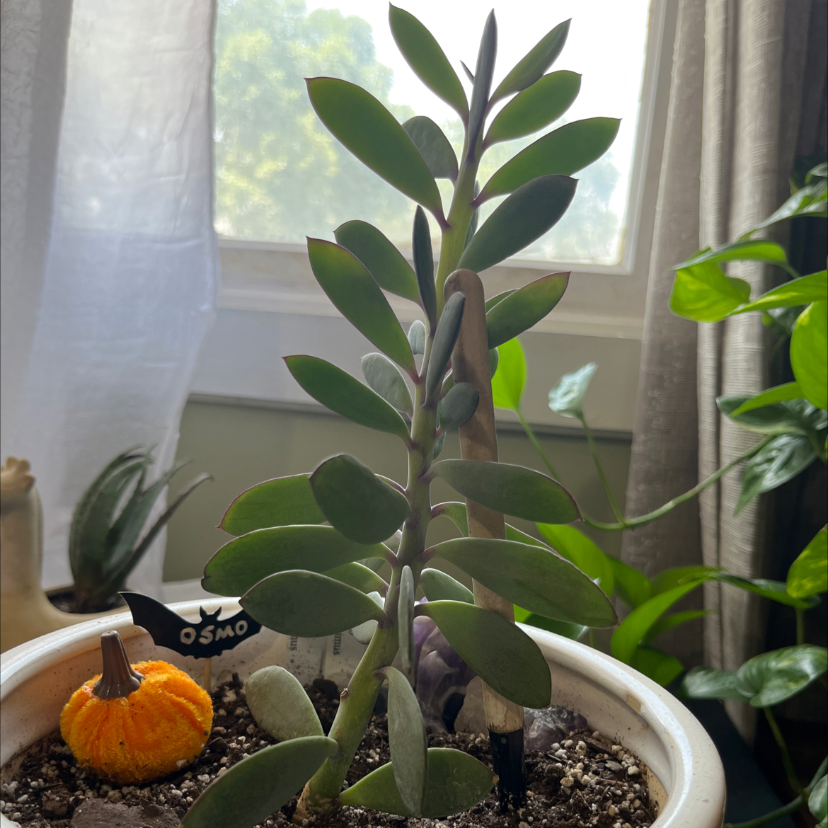 Healthy Vertical Leaf Senecio plant in a pot with visible soil and a small pumpkin decoration.