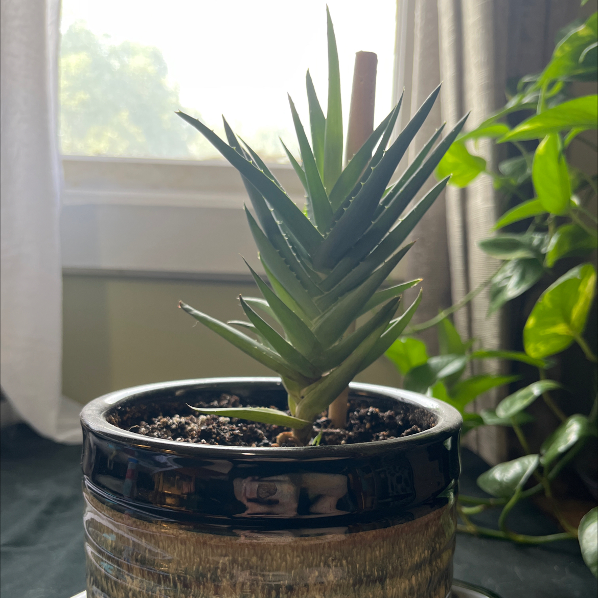 Photo of the plant species Book Aloe by @RadiantNewt named Belle on Greg, the plant care app