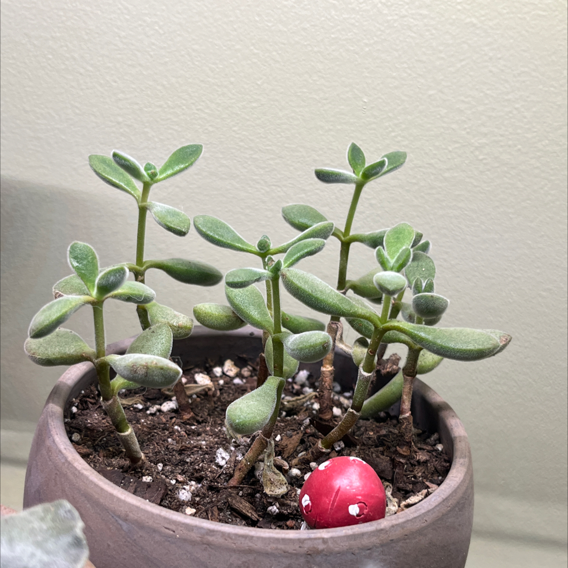 Crassula rogersii plant in a pot with visible soil and no signs of disease.