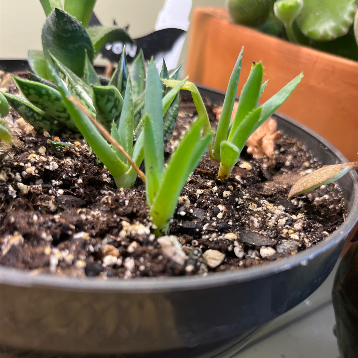 Photo of the plant species Book Aloe by @RadiantNewt named Volume 1 on Greg, the plant care app