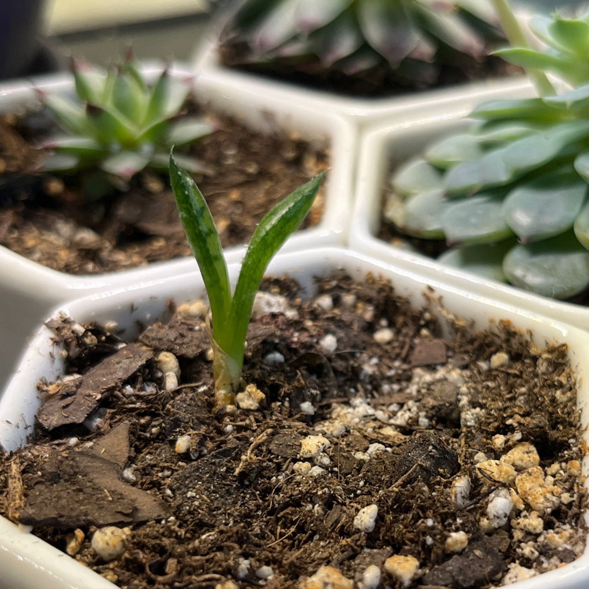 Small Veined Haworthia succulent in a hexagonal pot with visible soil and other succulents in the background.