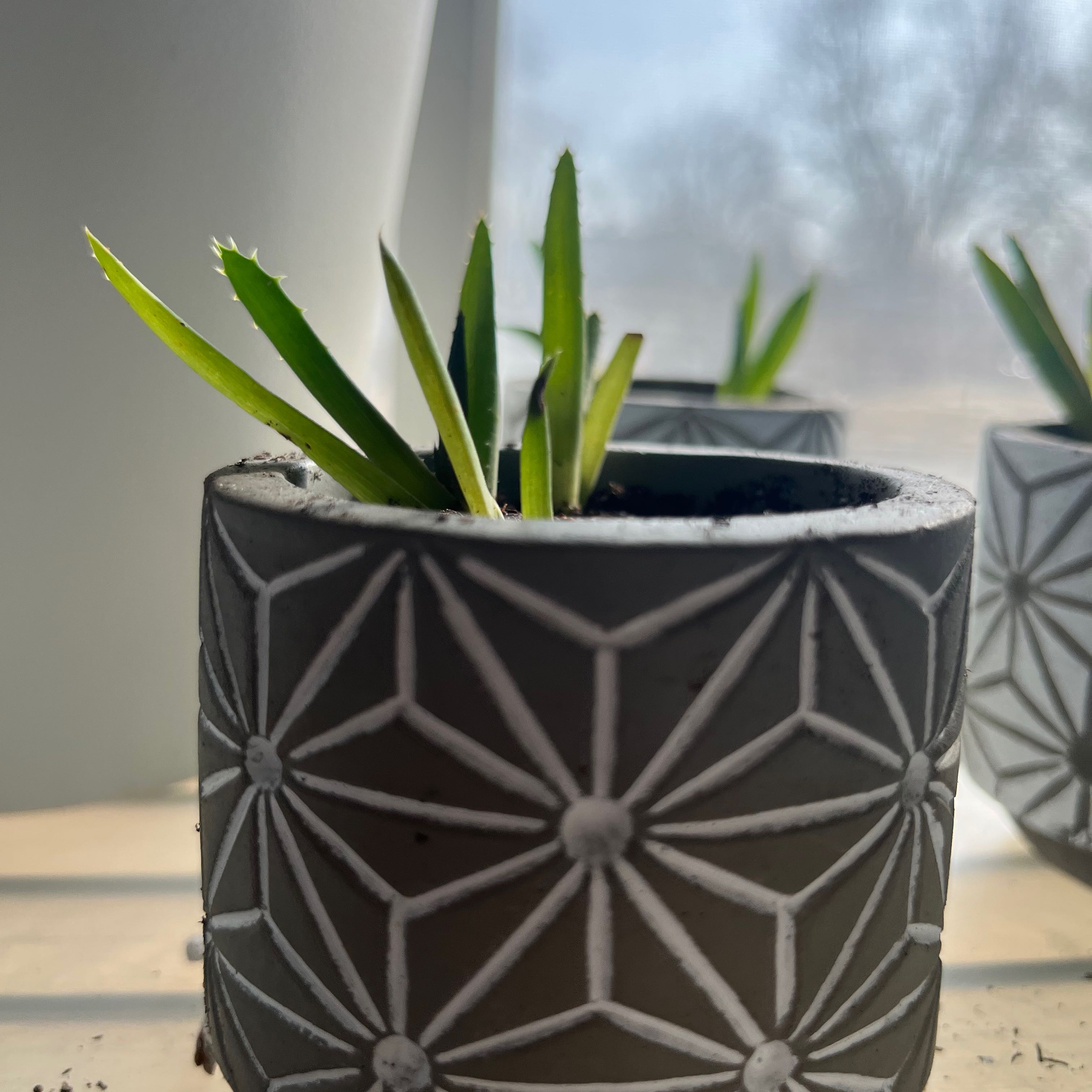Photo of the plant species Book Aloe by @RadiantNewt named Volume 3 (adopted) on Greg, the plant care app