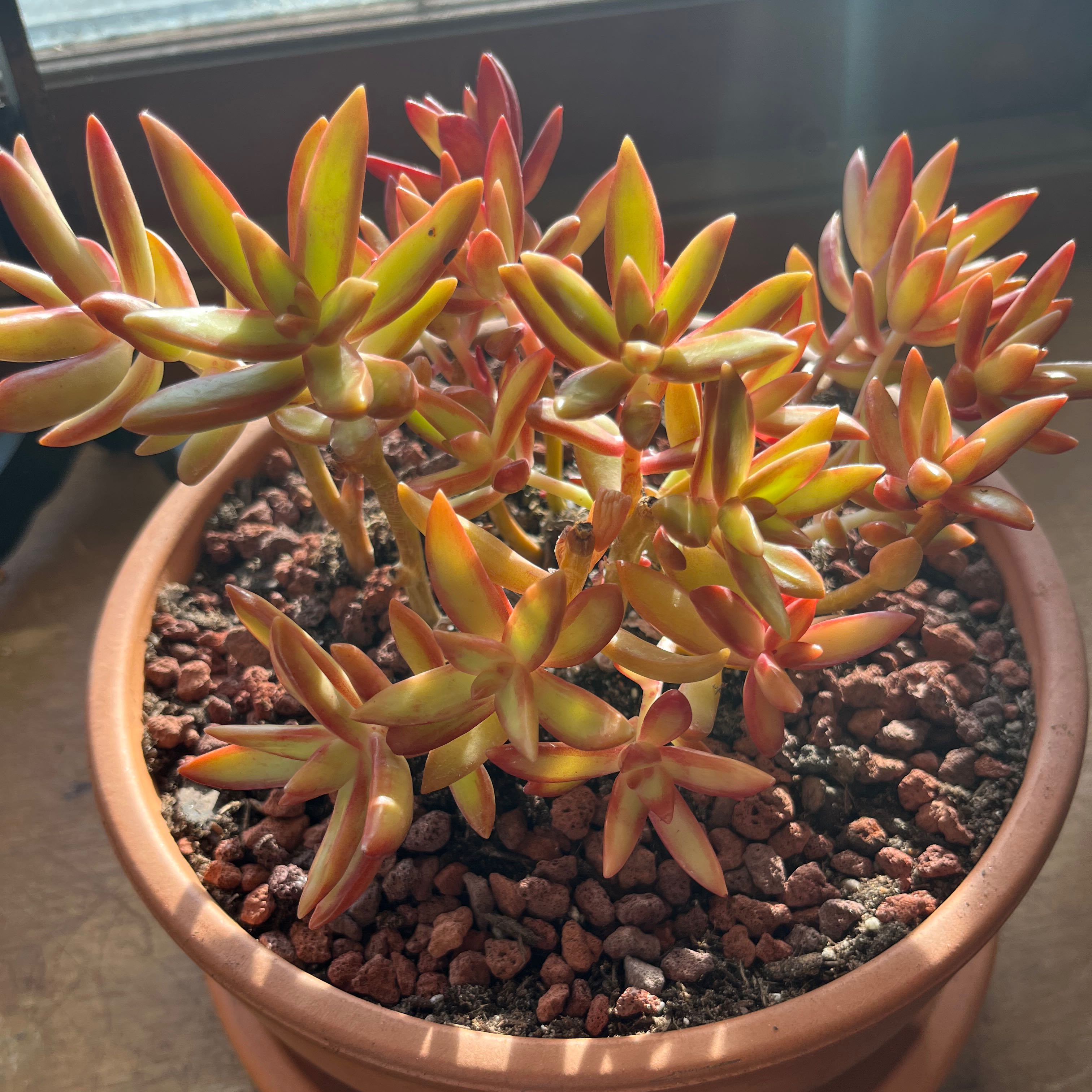 Photo of the plant species Sedum 'Firestorm' by @RadiantNewt named Blood of thy enemies on Greg, the plant care app