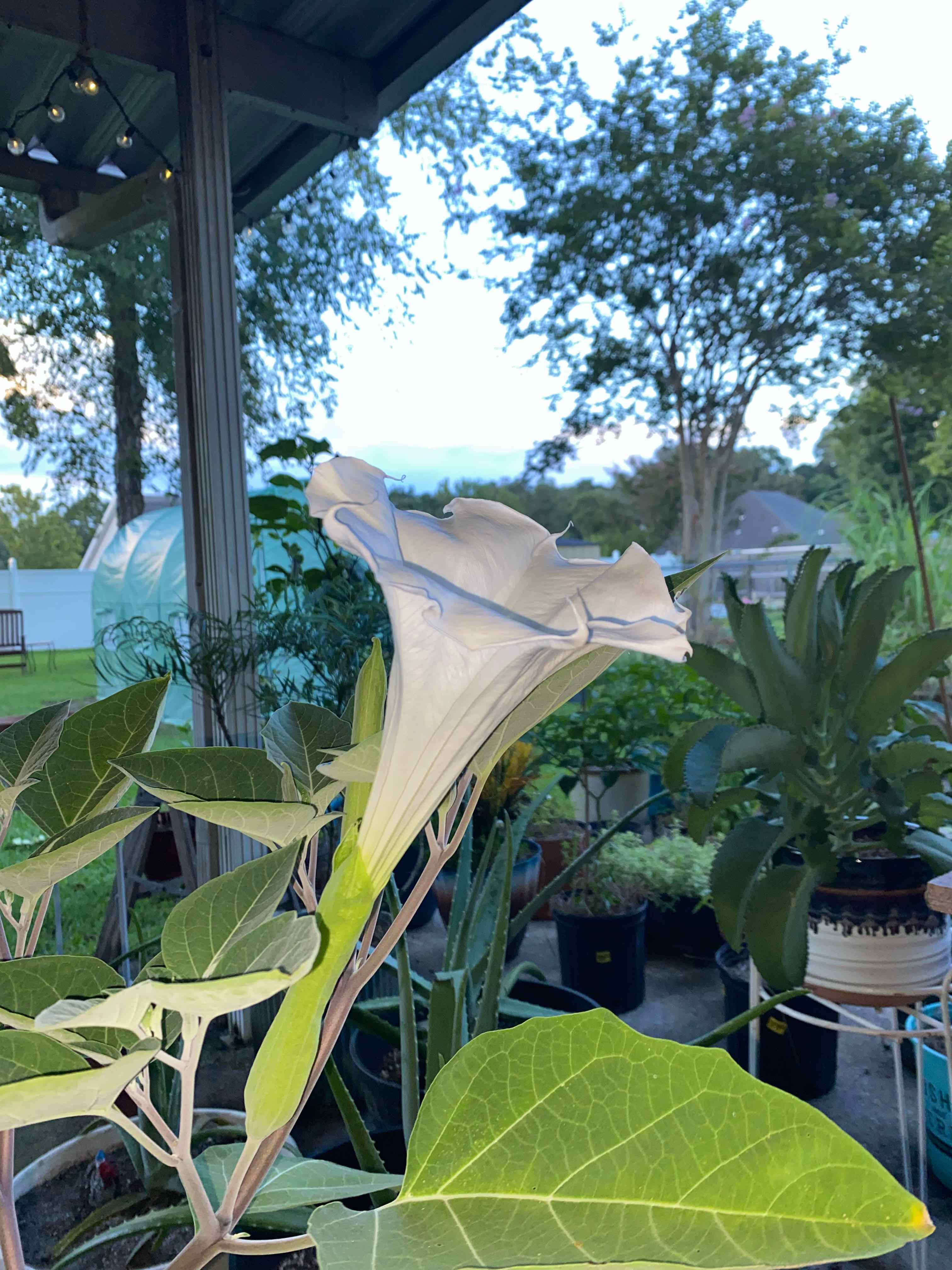 Angel's Trumpet plant with a prominent white flower in an outdoor setting.