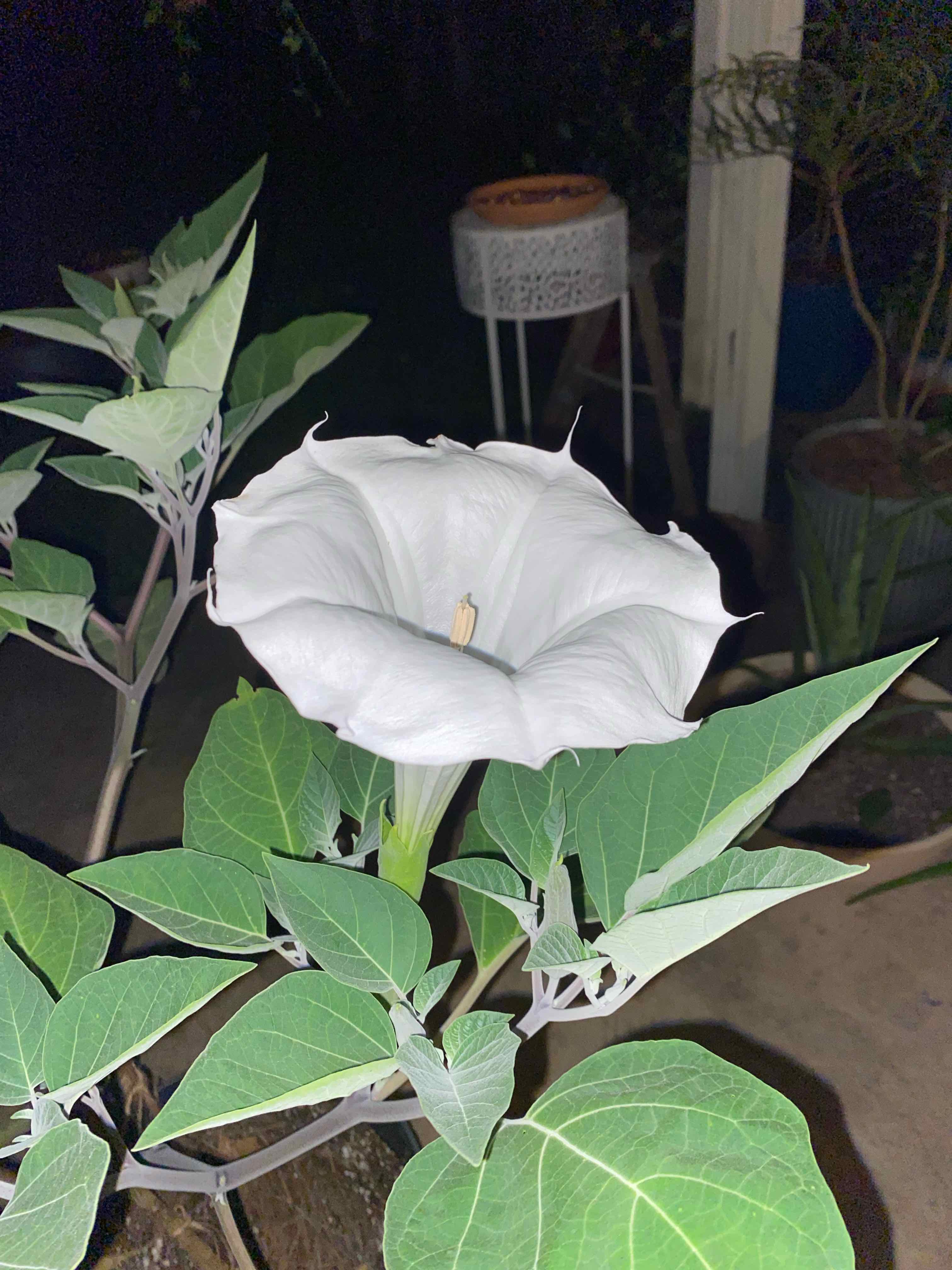 Plant care for Calibrachoa 'ACALYLS4I' Minifamous Yellow Lilac Star on Greg, the plant care app