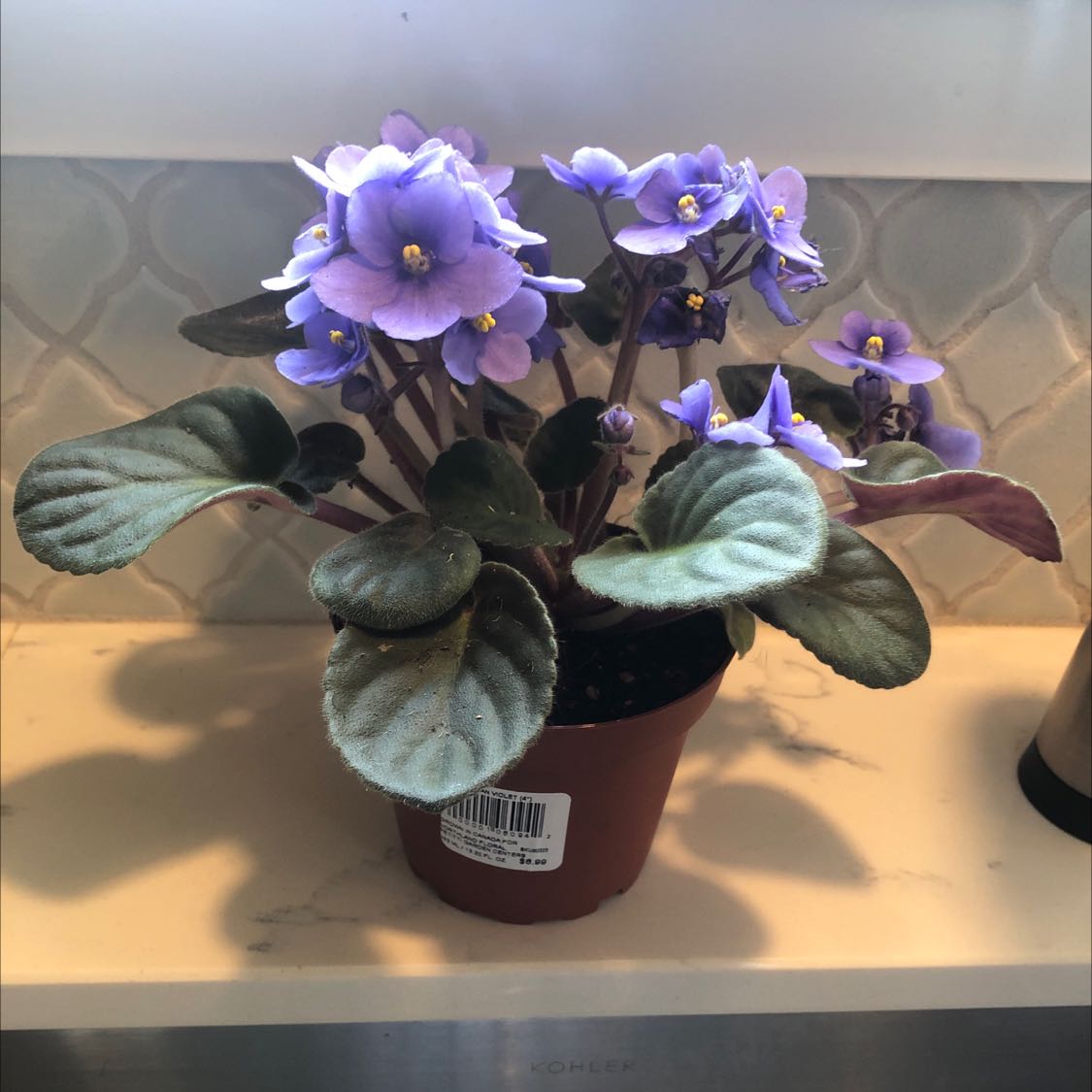Photo of the plant species Kenyan Violet by @WiseBaibua named Little V on Greg, the plant care app