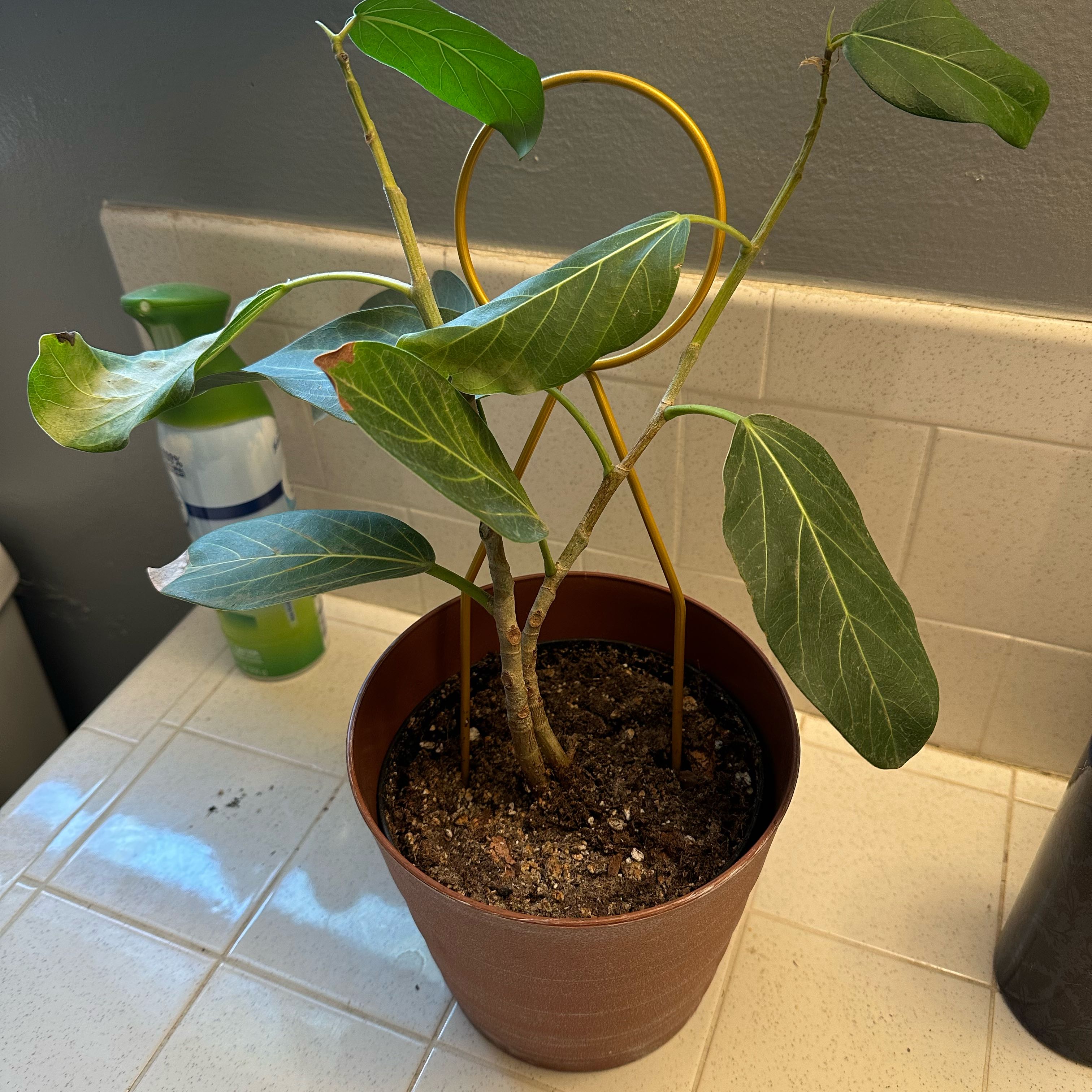 Potted Audrey Ficus plant with some yellowing and browning leaves on a tiled surface.