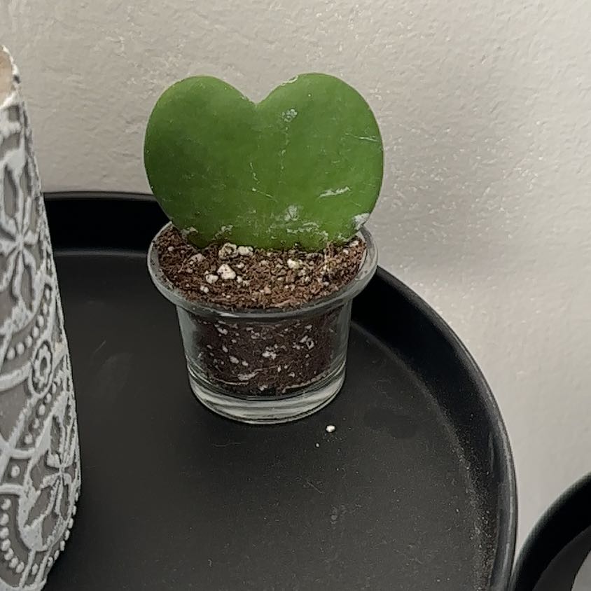 Sweetheart Hoya plant in a small glass pot with visible soil, appears healthy.