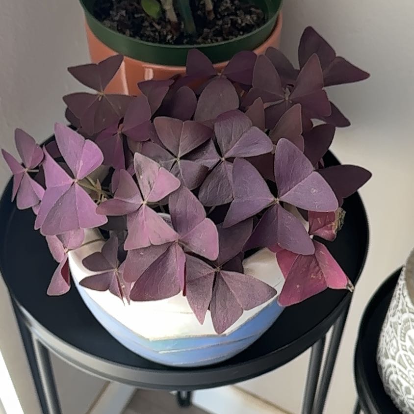 Healthy potted Purple Shamrock plant with vibrant triangular leaves arranged in clover patterns, no signs of disease.