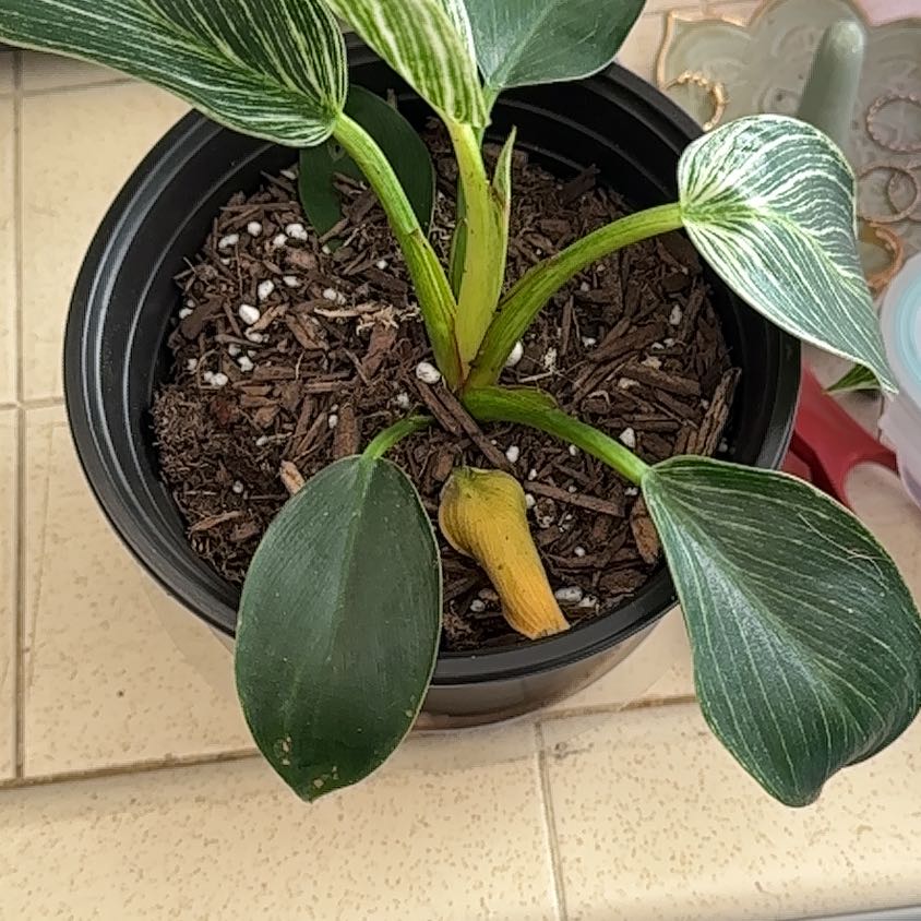 Philodendron Birkin plant in a black pot with visible yellowing leaf.