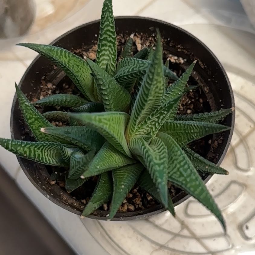 Healthy Haworthia limifolia succulent plant with striped triangular leaves in a round pot with dark soil, well-framed and in focus.