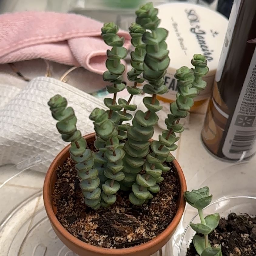 A healthy Crassula perforata succulent plant with stacked round leaves in a terracotta pot.