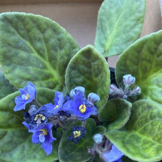 Kenyan Violet plant in Los Angeles, California