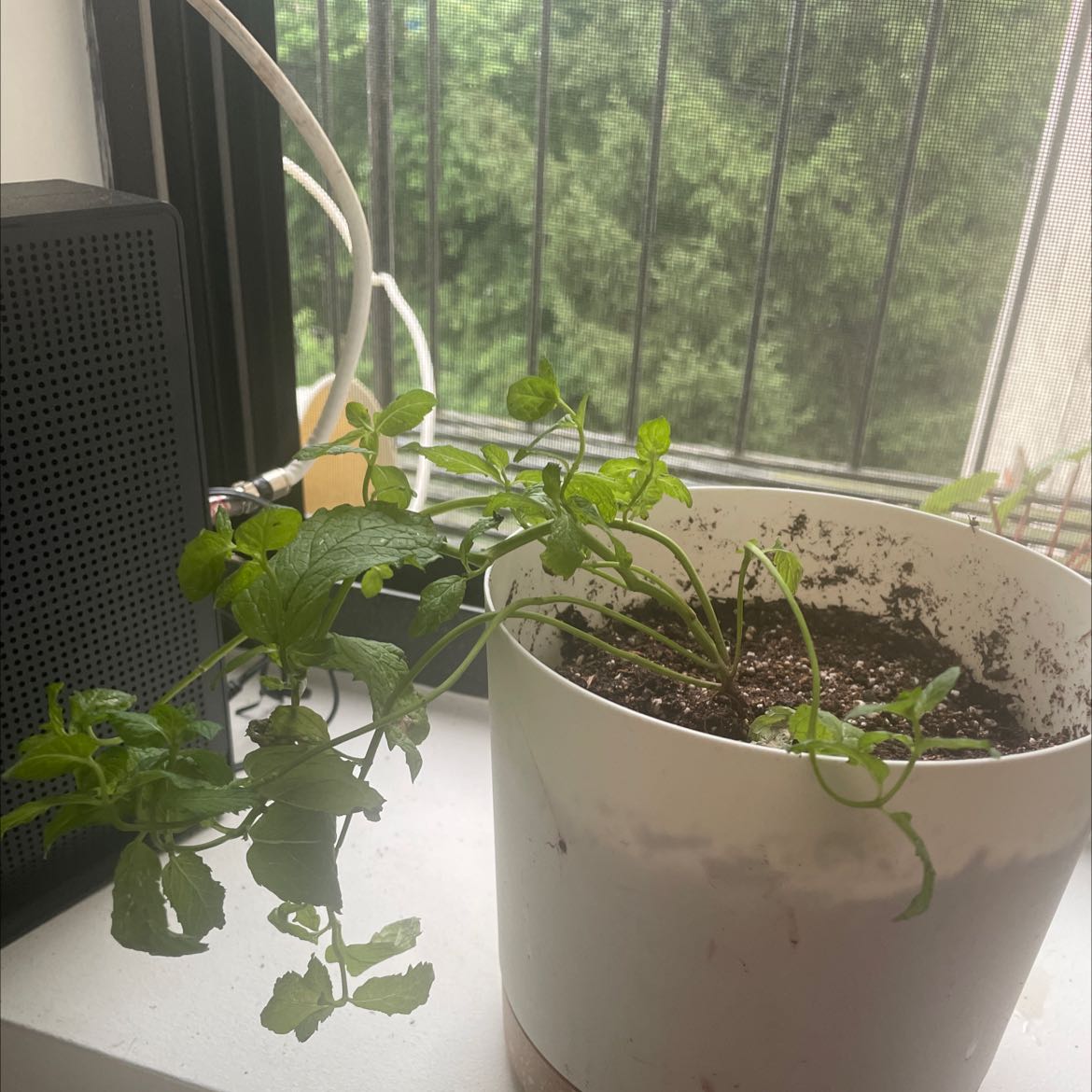 Potted Mojito Mint plant on a windowsill with visible soil and green leaves.