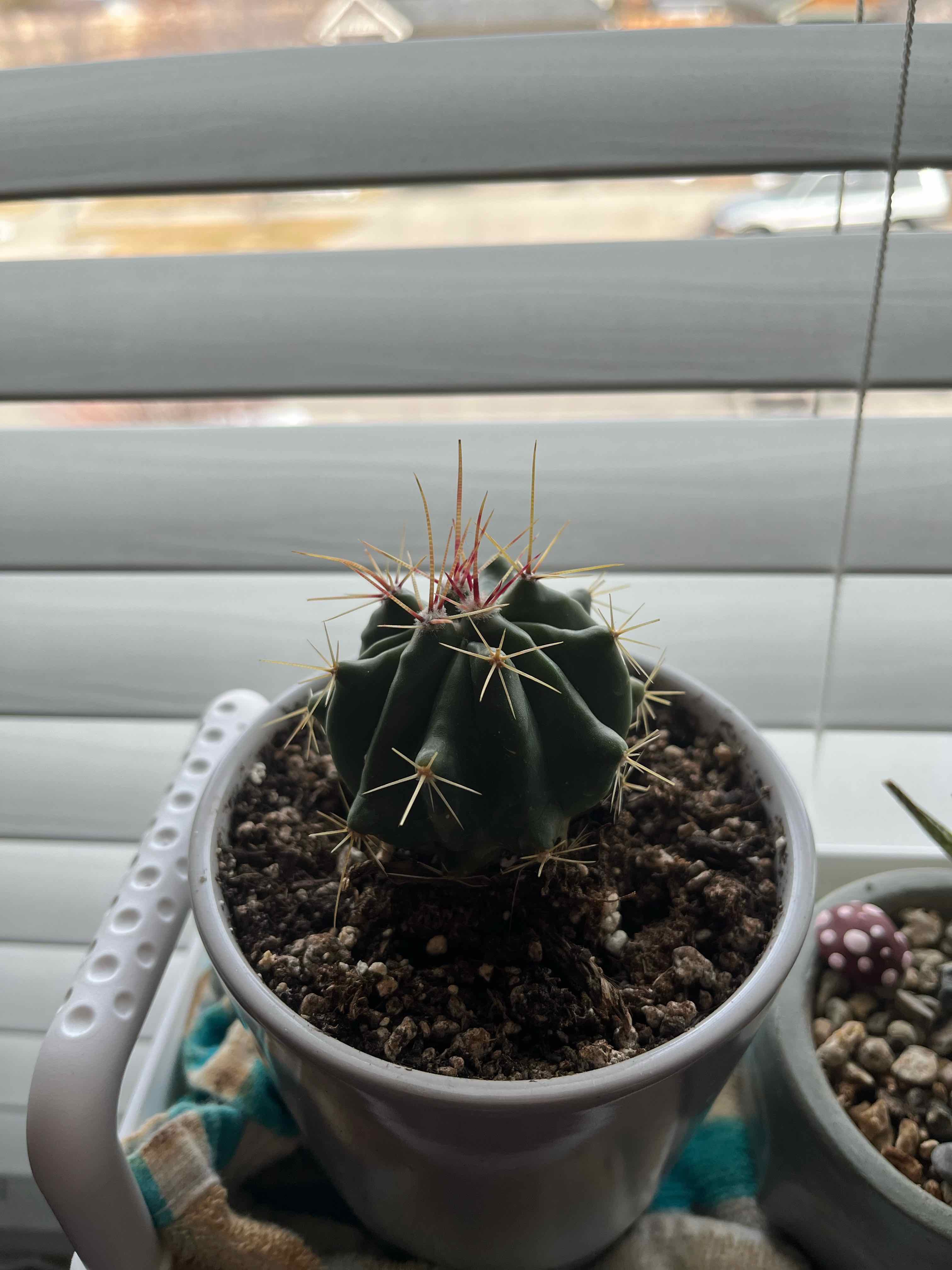 Fire Barrel Cactus in a white pot with visible soil, placed on a windowsill.
