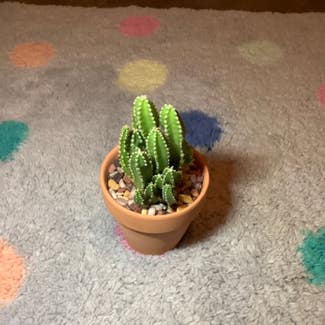 Fairy Castle Cactus plant in Austin, Texas