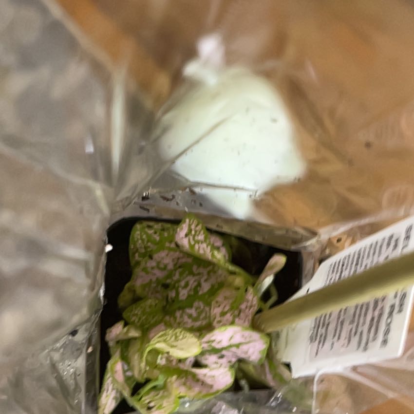 Close-up of a healthy young Polka Dot Plant in a nursery container, showing vibrant pink-spotted leaves.