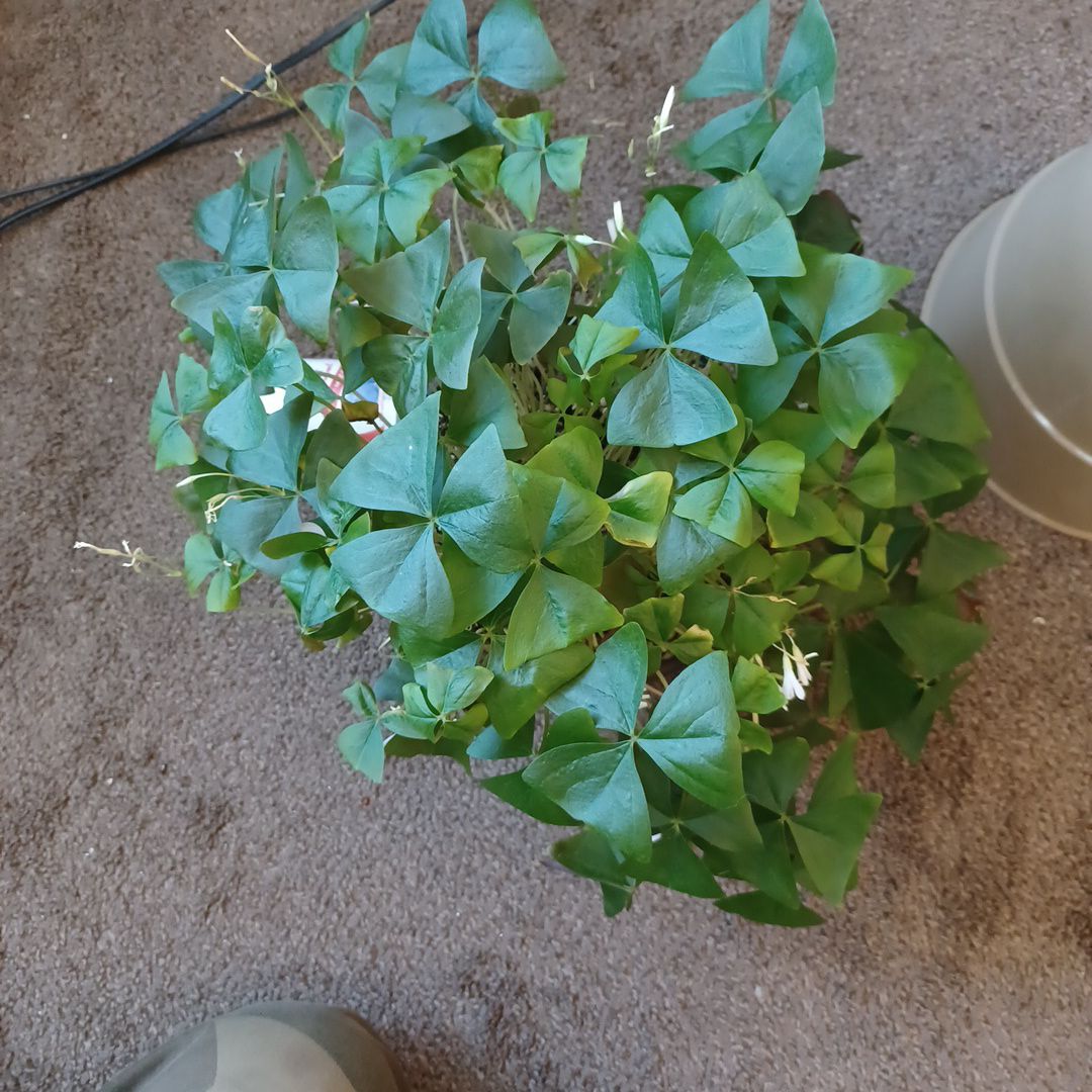 Shamrock plant with green, triangular leaves on a carpeted floor.