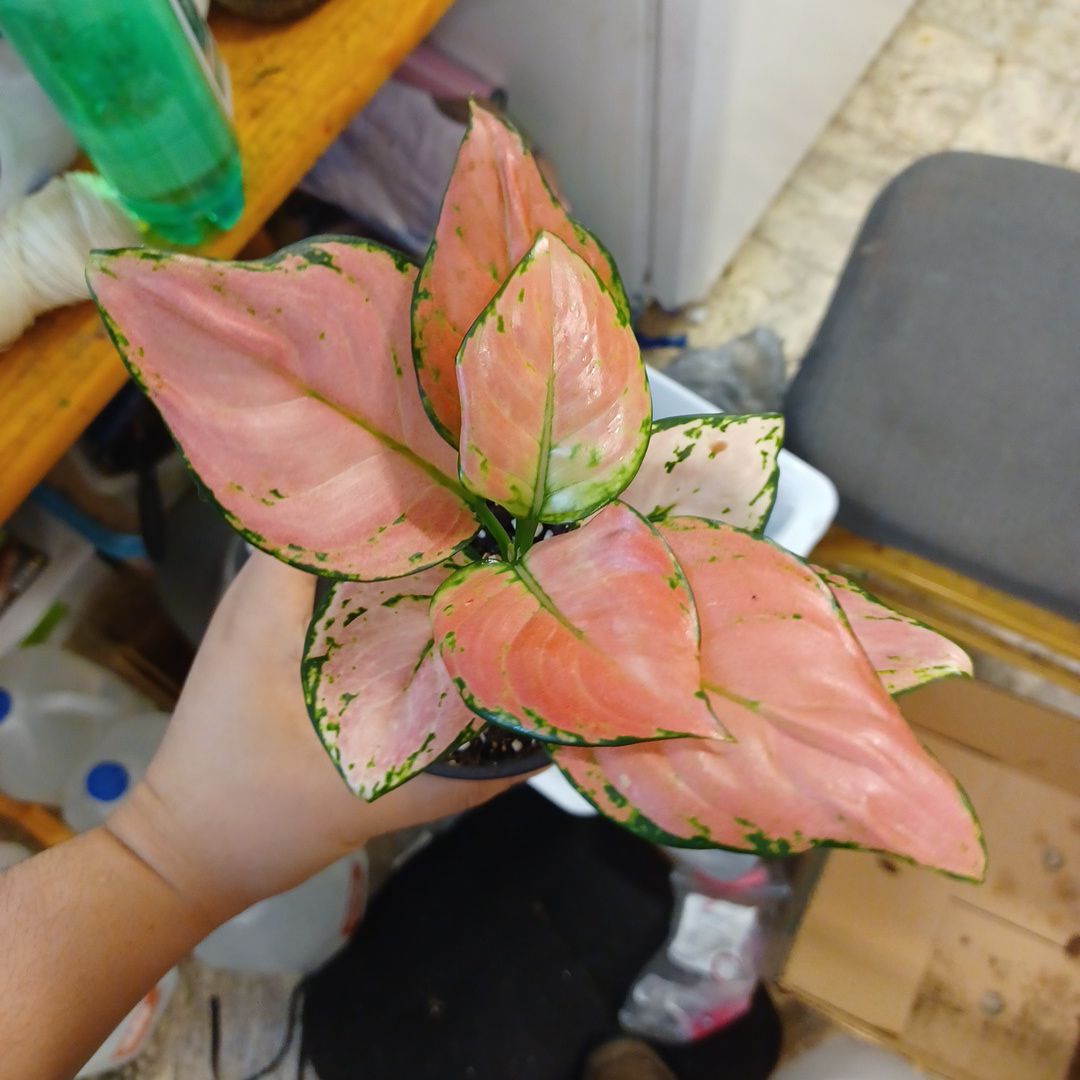 Aglaonema 'Favonian' plant with pink and green leaves held by a hand.