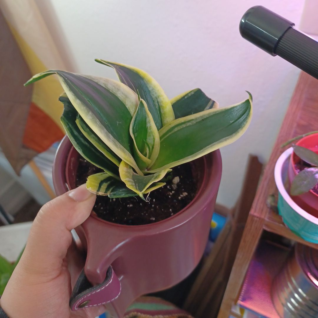 Black Gold Snake Plant in a pot held by a hand, with visible soil and vibrant leaves.