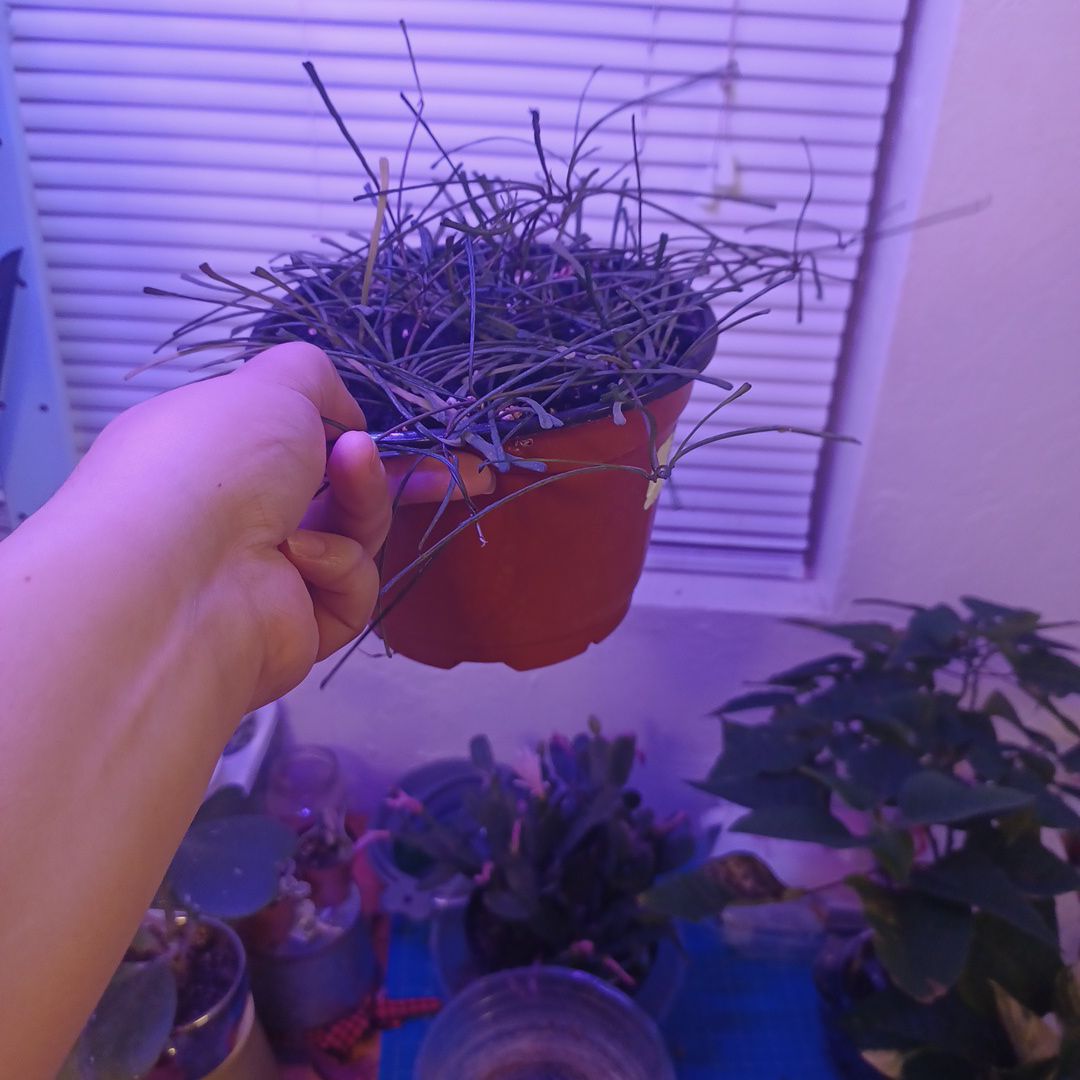 A hand holding a potted Grass-leaved Hoya plant indoors with other plants in the background.