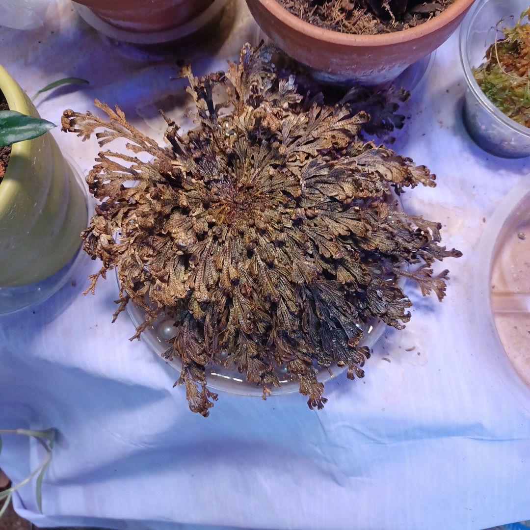 Dried Rose of Jericho plant on a white surface, in a dormant state.