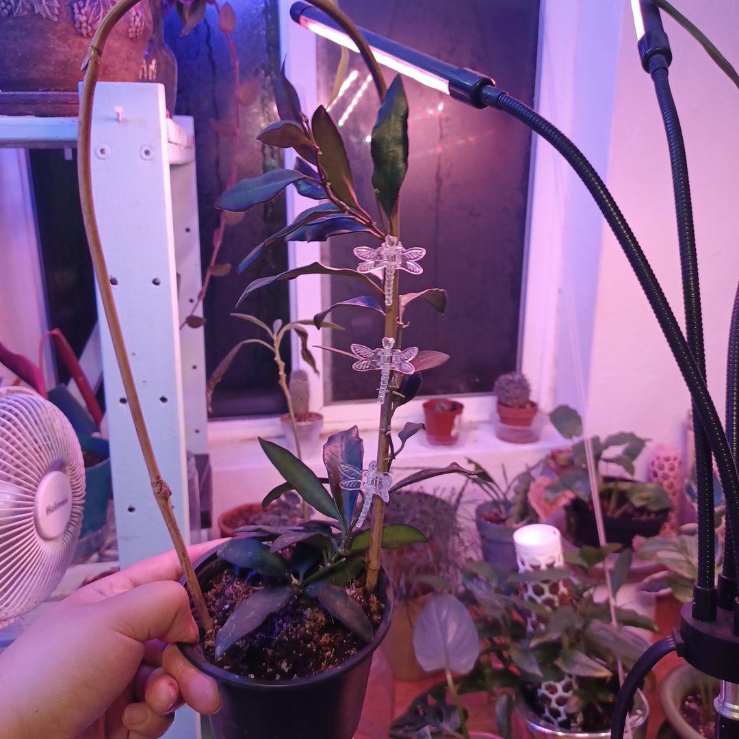 Hoya 'Rosita' plant in a pot with wire support, indoors under artificial lighting.