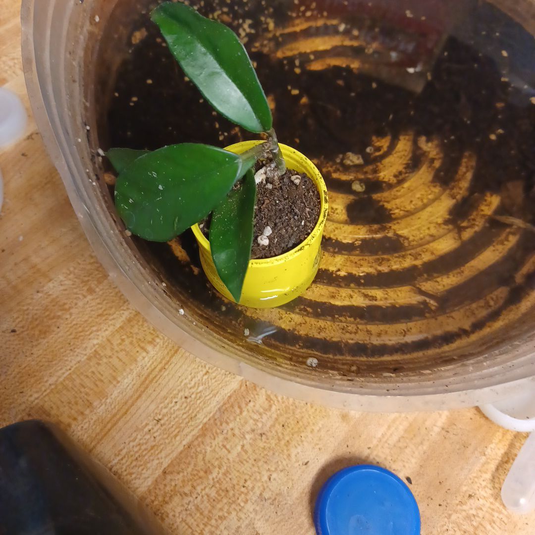 Hoya lacunosa plant in a yellow pot with green leaves, placed inside a larger container.
