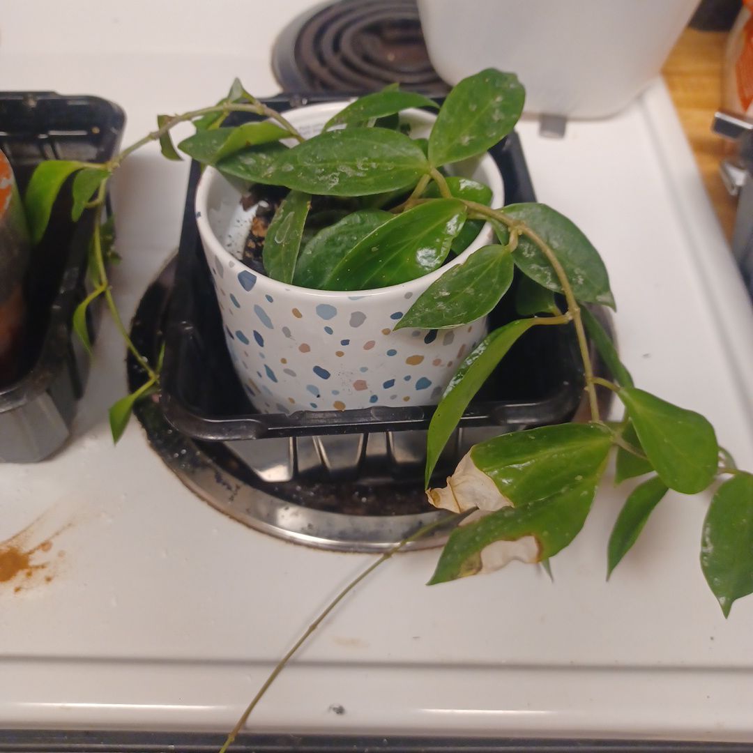 Photo of the plant species Hoya limoniaca by @SpikeKing19 named Bieber on Greg, the plant care app