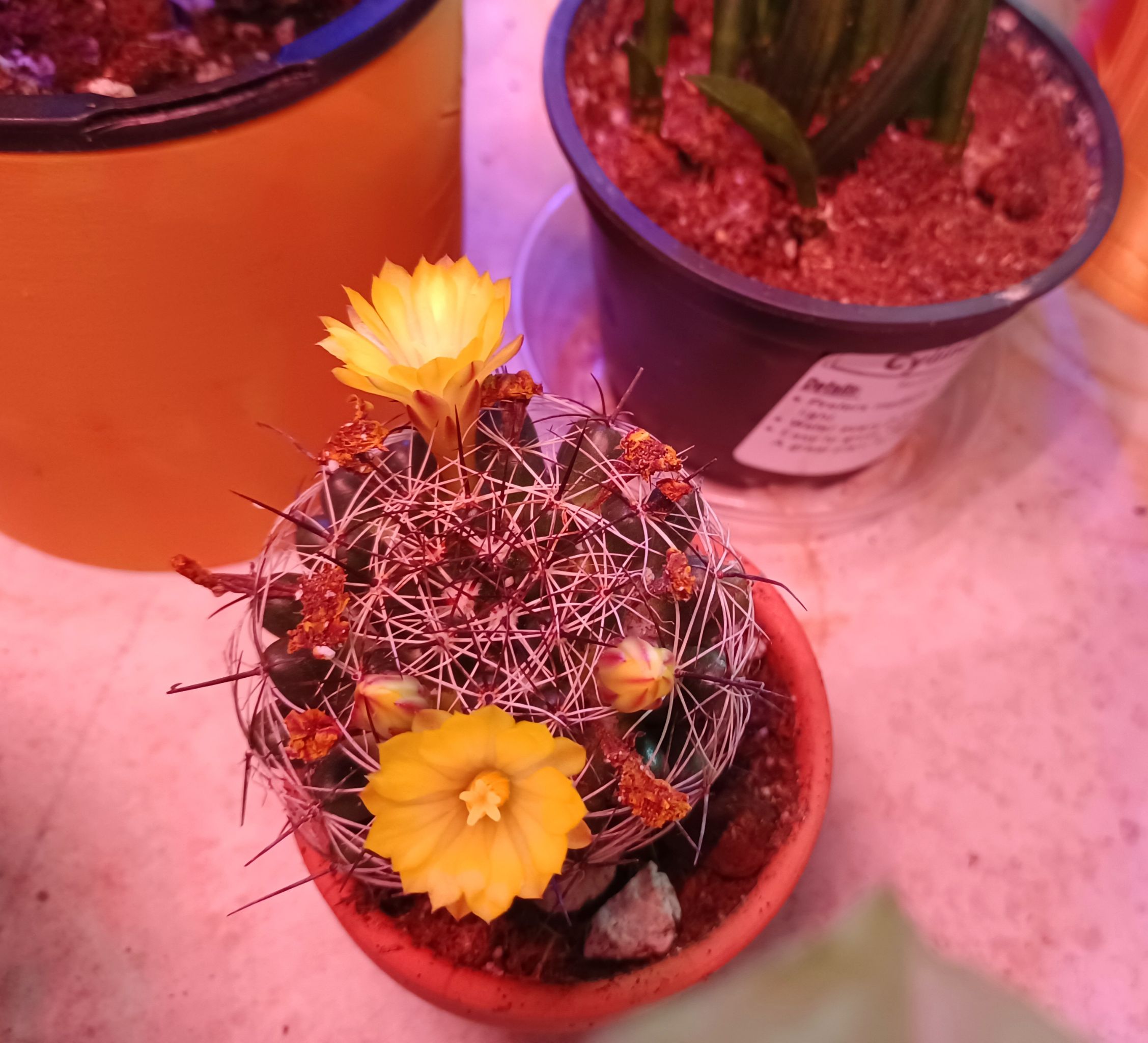 Photo from the post