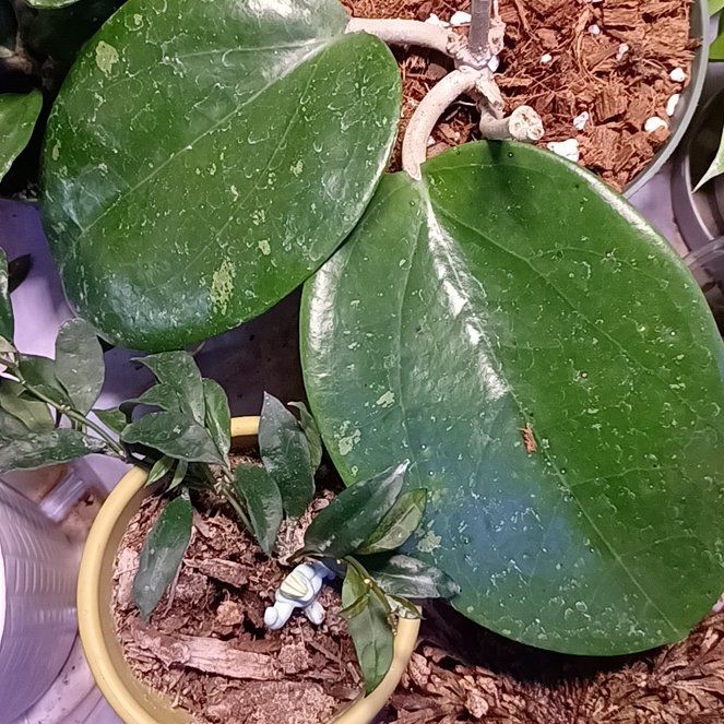 Photo of the plant species Dinner-plate Hoya by @SpikeKing19 named Eddie Dear on Greg, the plant care app