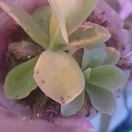 Photo of the plant species Giant Butterwort by @SpikeKing19 named Mando on Greg, the plant care app
