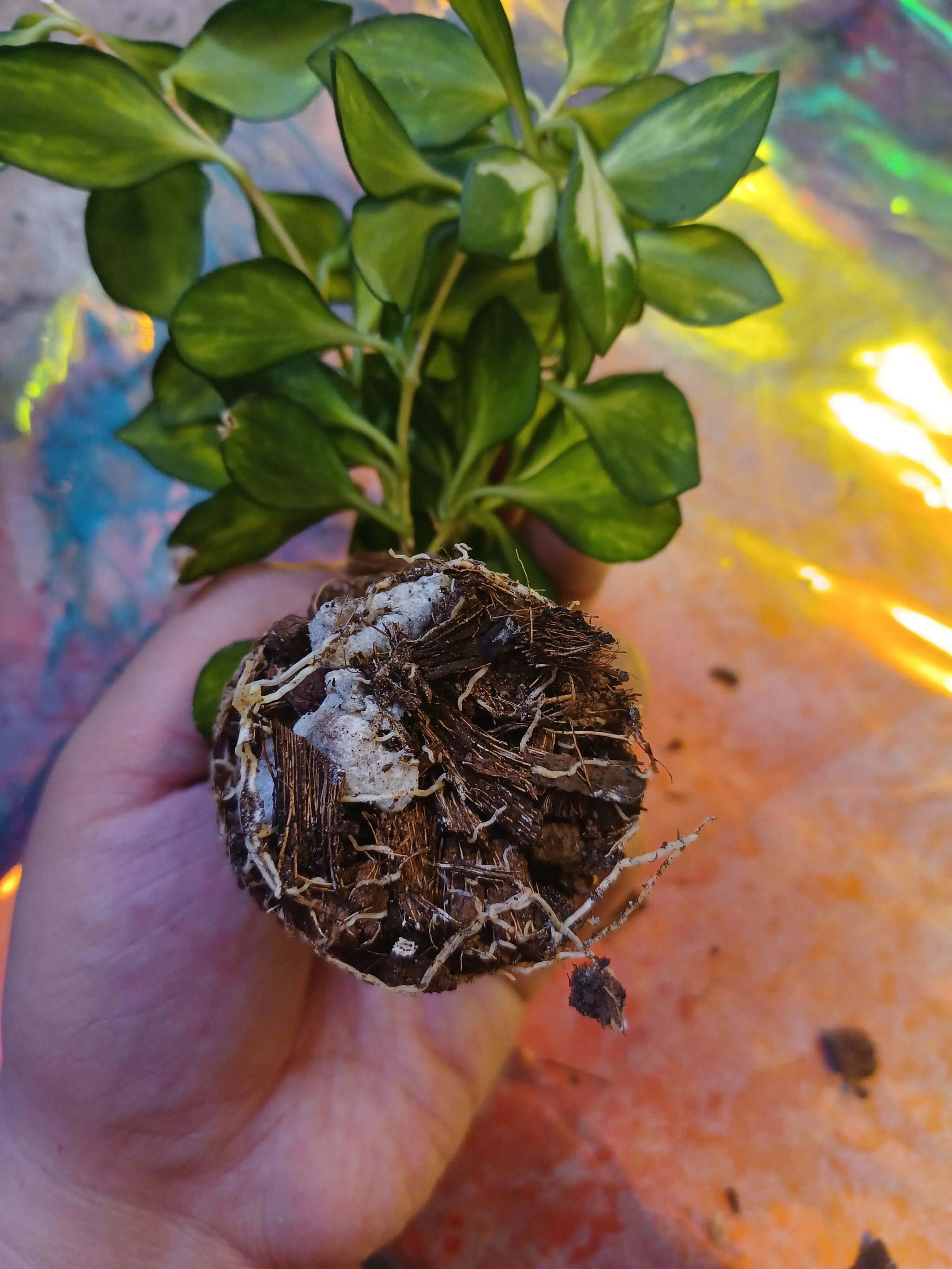 Photo from the post