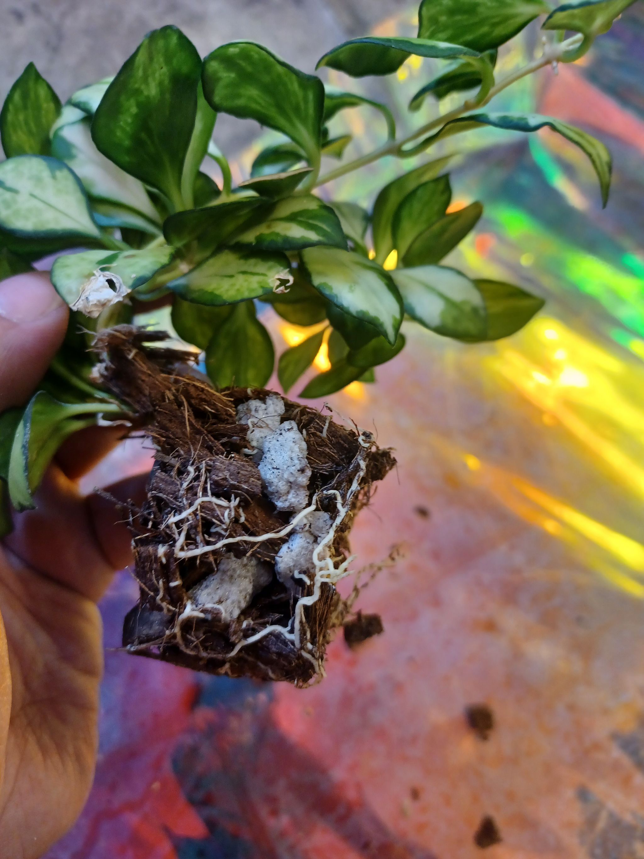 Photo from the post