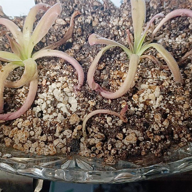 Photo of the plant species pinguicula laueana 'Red' by @SpikeKing19 named Pinguicula laueana x moctezumae on Greg, the plant care app