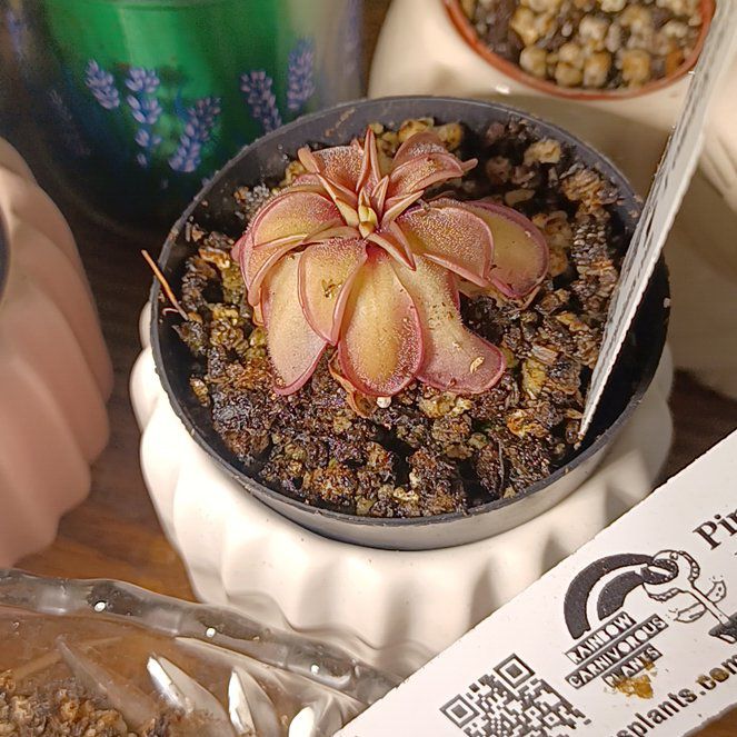 Photo of the plant species pinguicula laueana 'Red' by @SpikeKing19 named Pinguicula laueana CP2 x emarginana on Greg, the plant care app