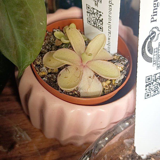 Photo of the plant species pinguicula laueana 'Red' by @SpikeKing19 named Pinguicula 'Riva' on Greg, the plant care app