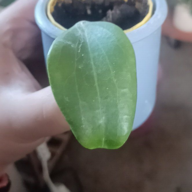 Photo of the plant species Hoya finlaysonii by @SpikeKing19 named Sanders on Greg, the plant care app