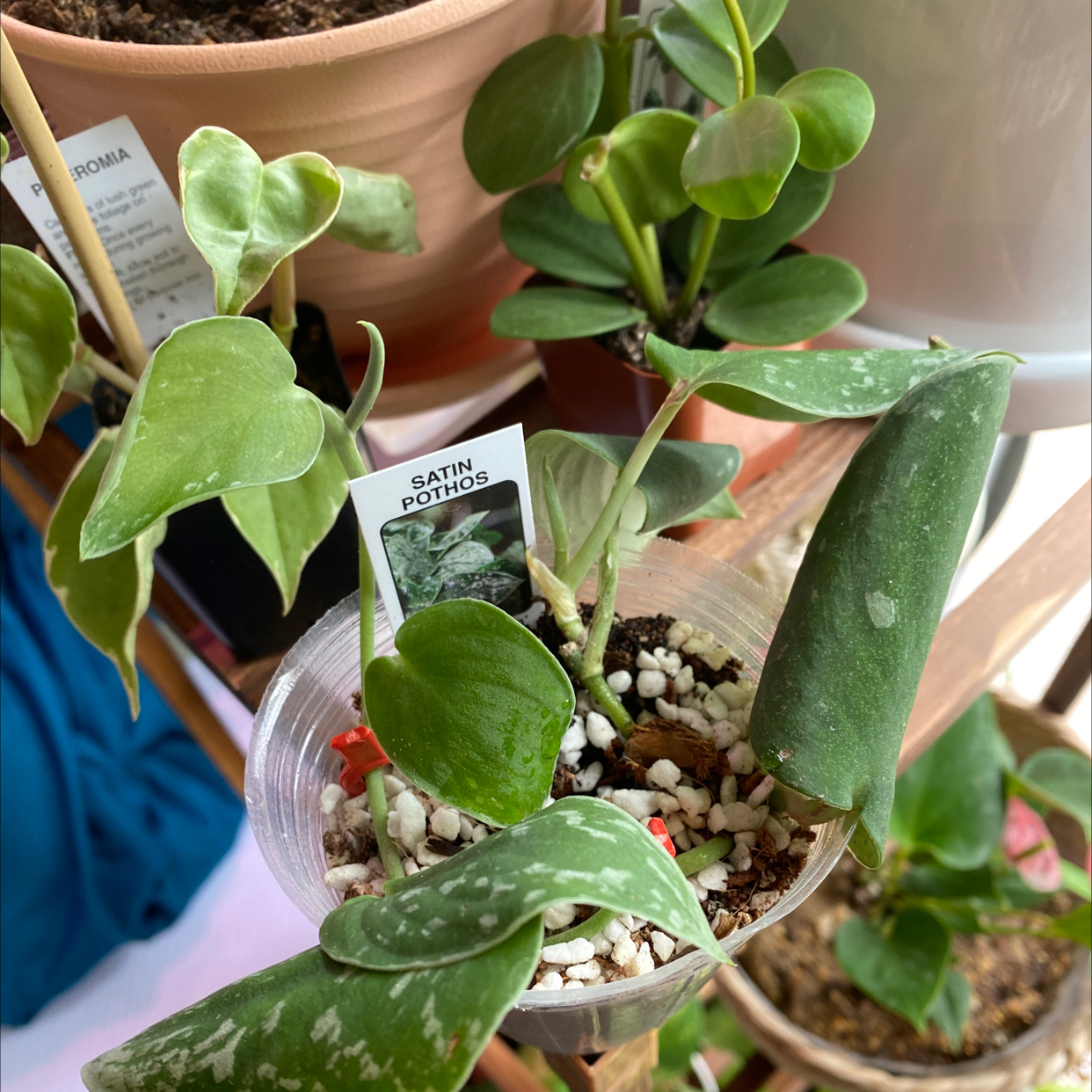 Your plant