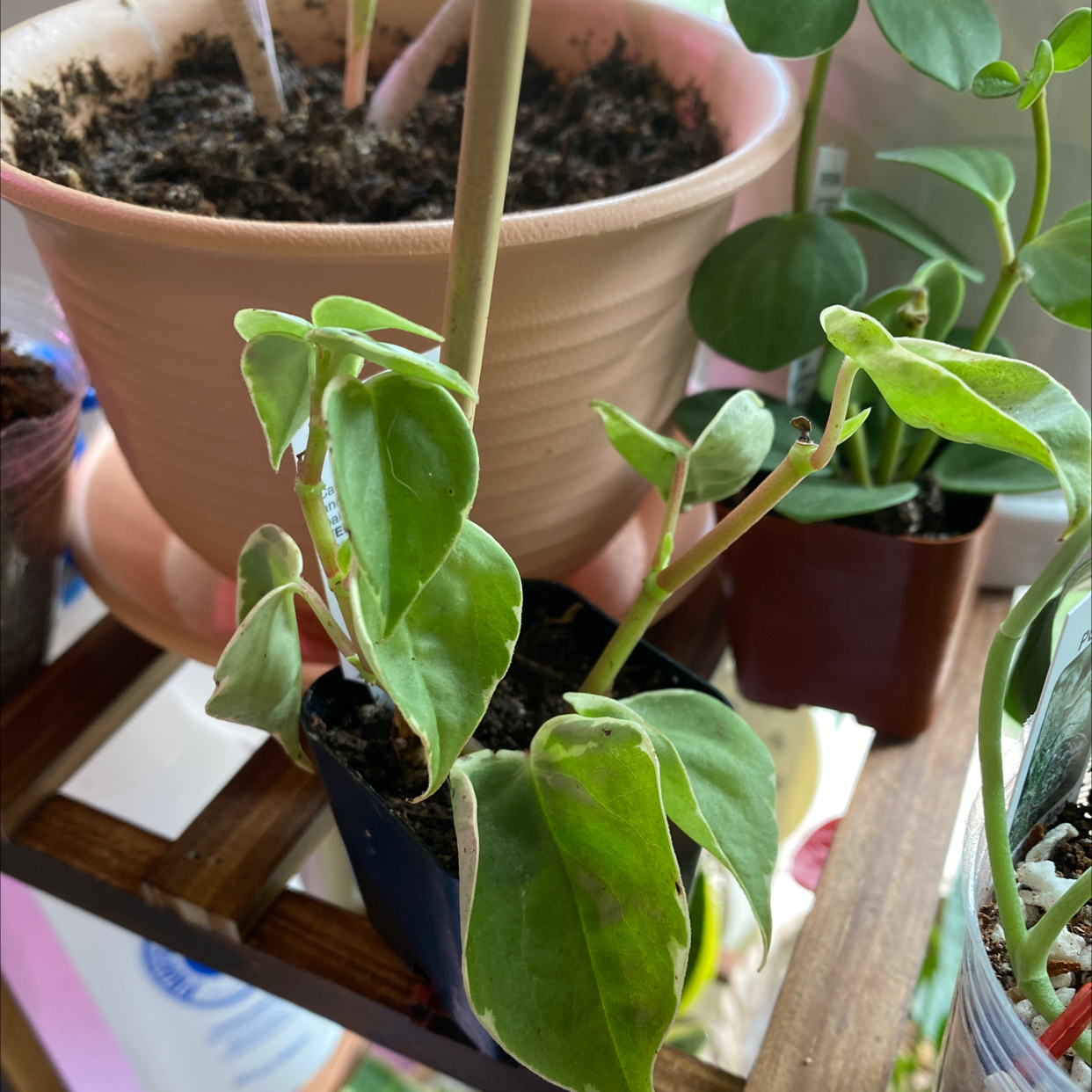 Variegated Peperomia Scandens plant in a small pot with visible soil and some leaf discoloration.