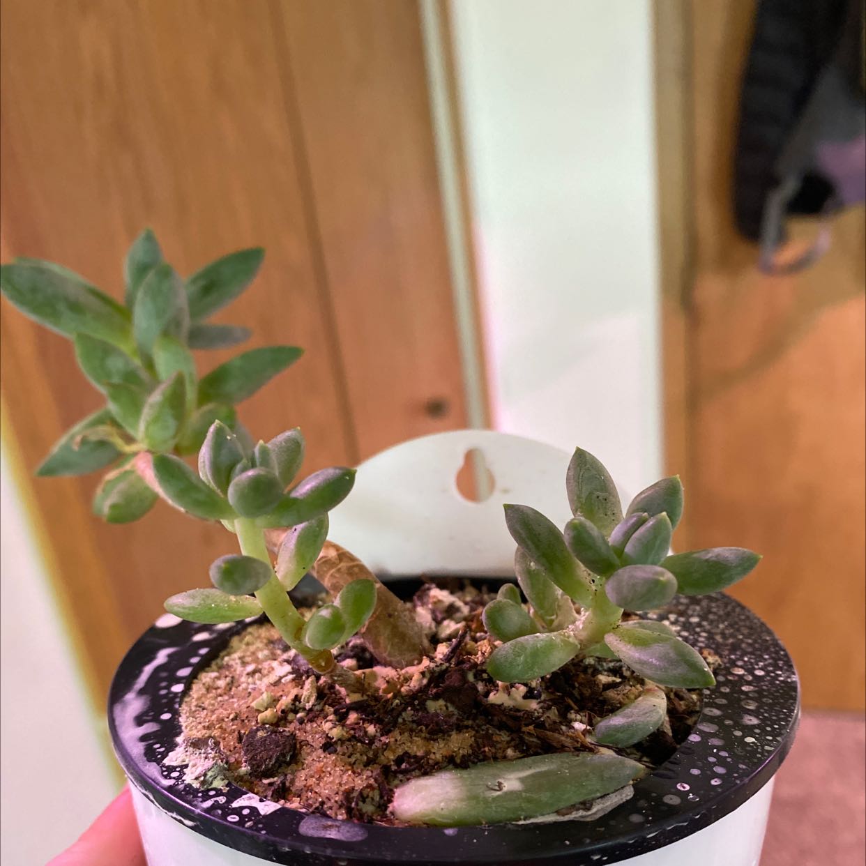 Graptosedum 'Ghosty' plant in a small pot with visible soil, held by a hand.