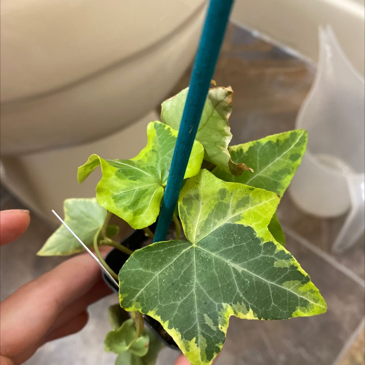 English Ivy 'Goldchild' plant with variegated leaves, some yellowing, held by a hand.