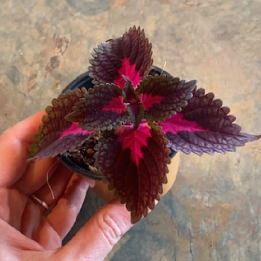 Photo of the plant species River Walk Coleus by @WanderingValk named Curie on Greg, the plant care app