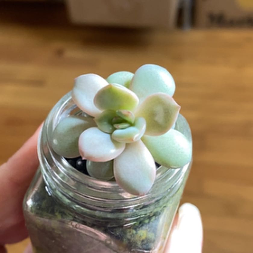 Photo of the plant species Echeveria 'Pink Shadow' by @WanderingValk named Harper on Greg, the plant care app