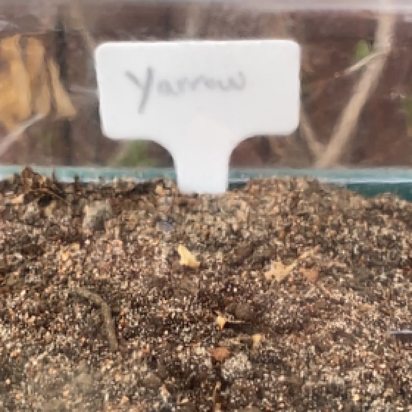 Photo of the plant species Yarrow by @WanderingValk named Elina on Greg, the plant care app