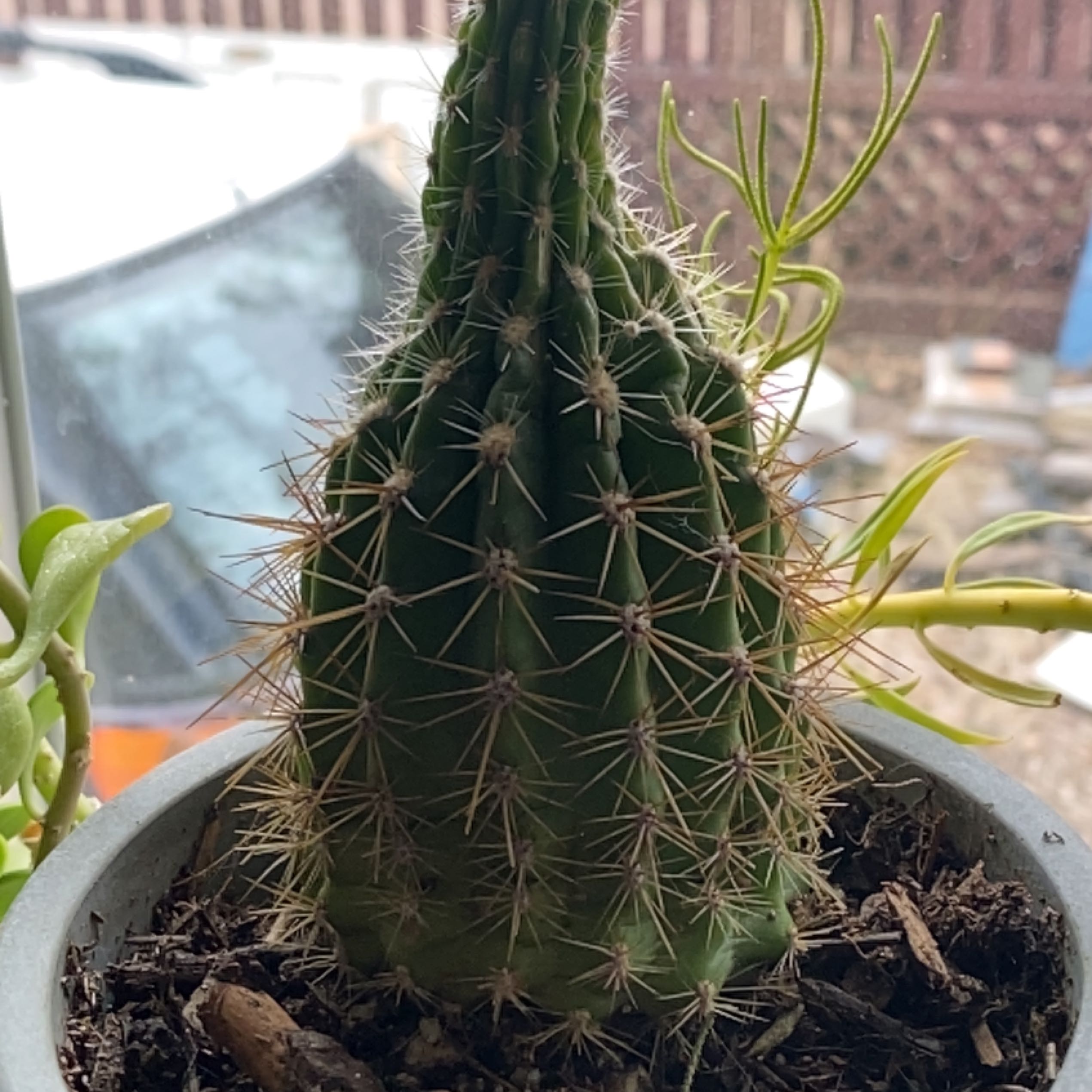 Sun Goddess Barrel Cactus in a pot with visible soil and no flowers.