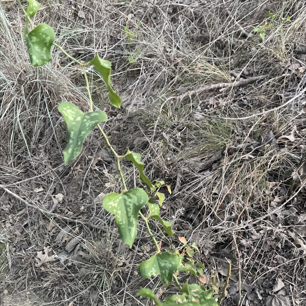 Plant care for Smilax basilata on Greg, the plant care app