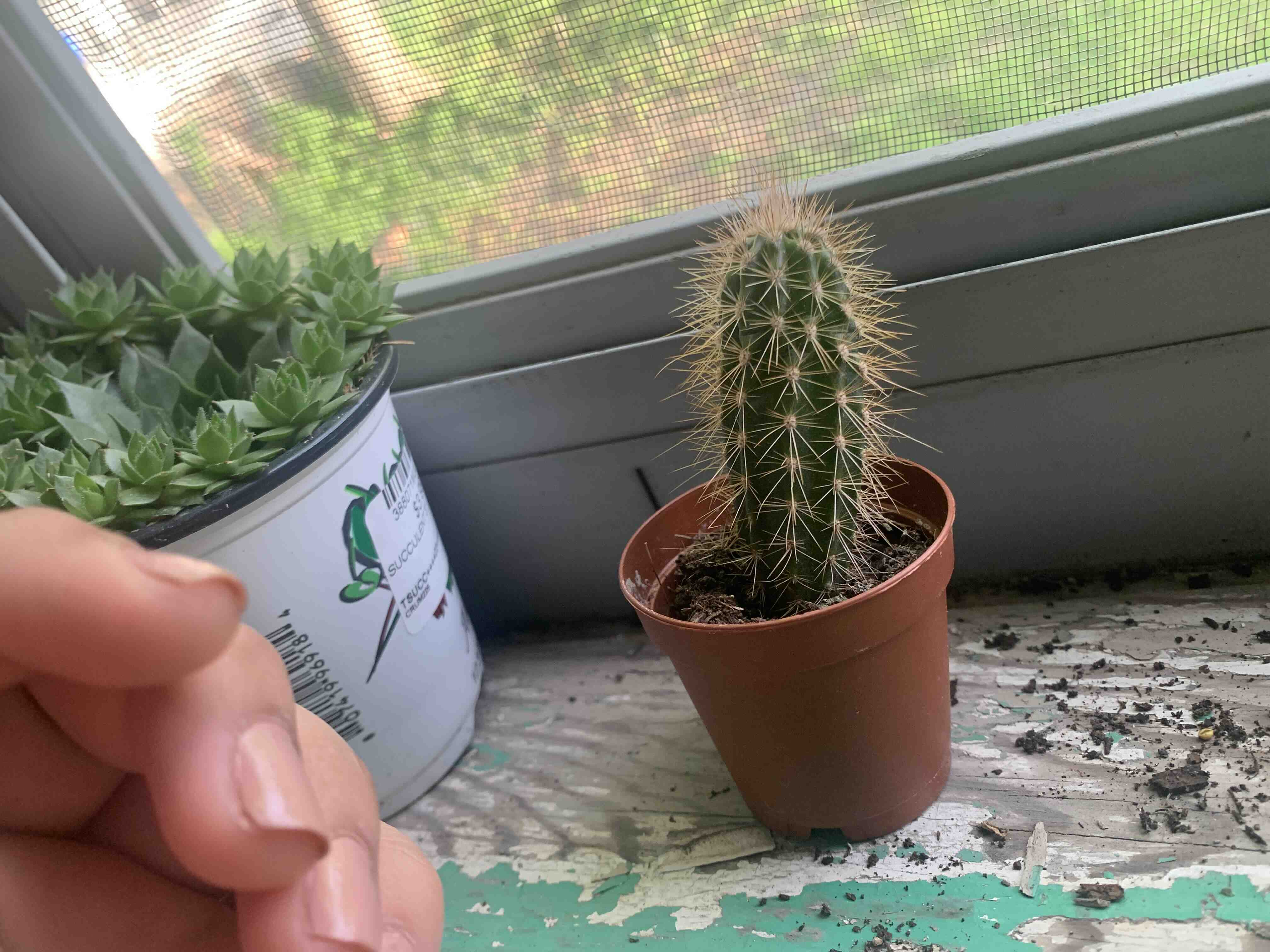 Golden Torch cactus in a brown pot on a windowsill with another plant in the background.