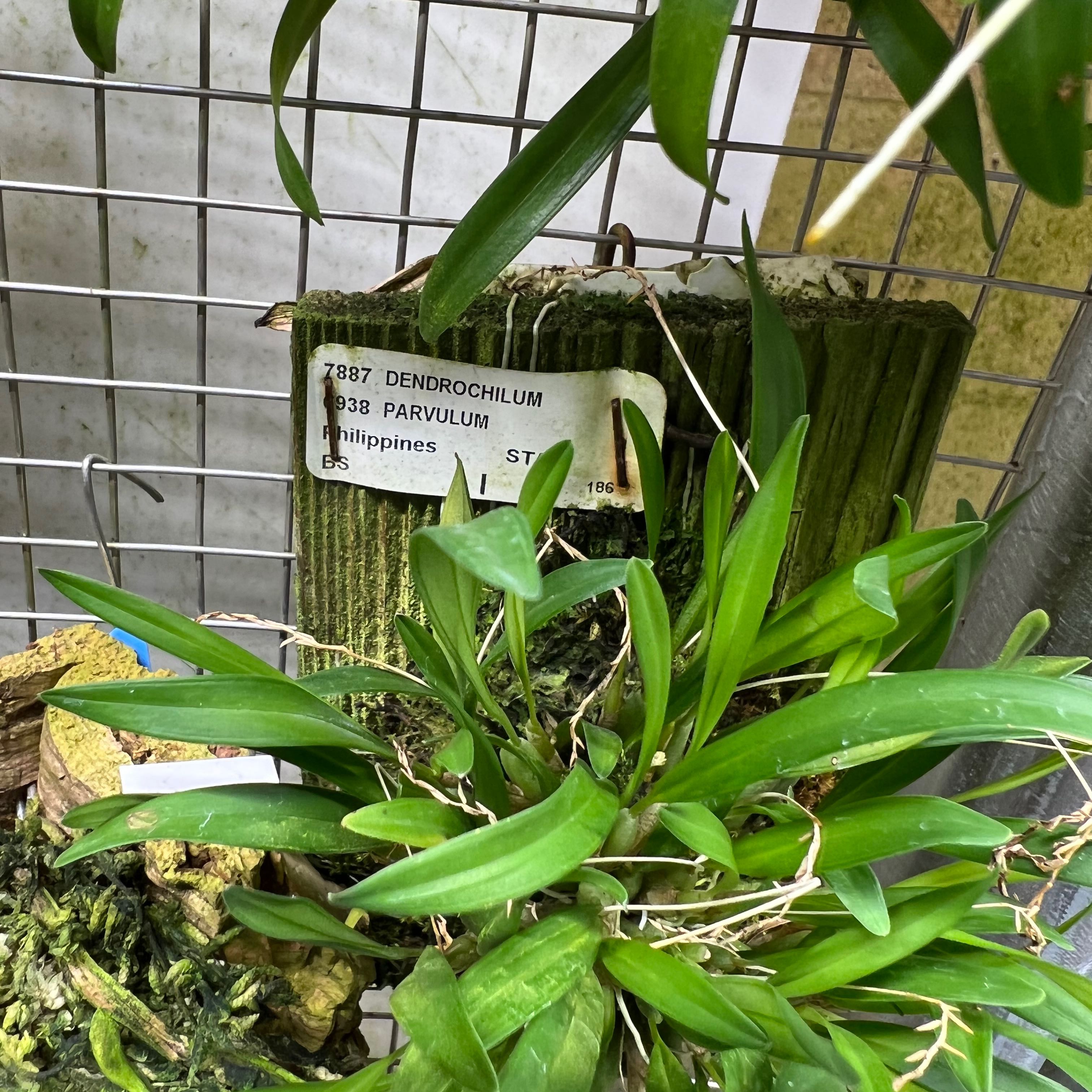 Photo of the plant species Parishii Alba Orchid by @CavemanOrchids named Dendrochilum Parvulum on Greg, the plant care app