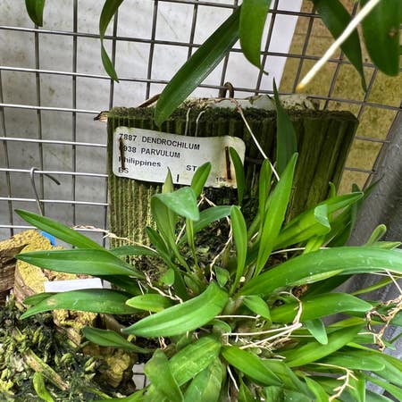 Photo of the plant species Dendrobium Parshii Alba by Cavemanorchids named Dendrochilum Parvulum on Greg, the plant care app
